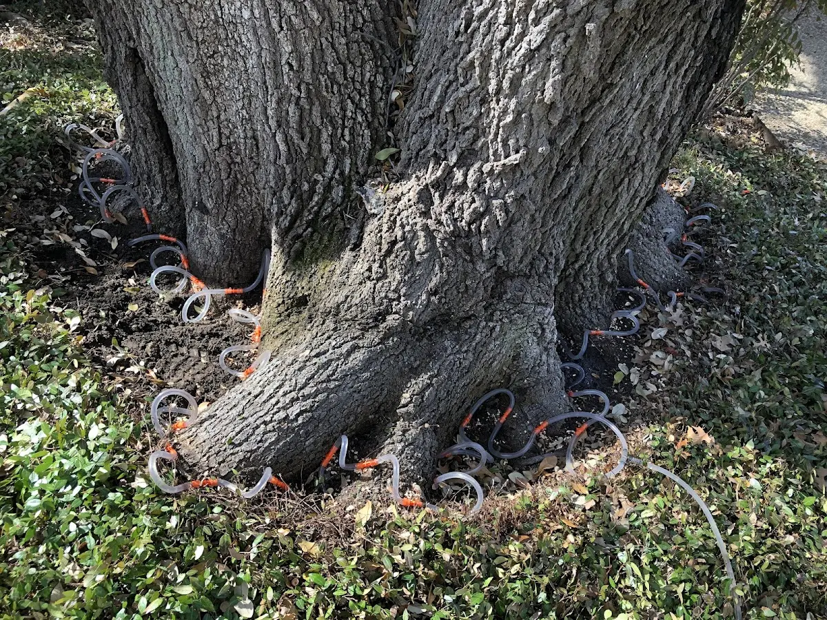 Detailed Tree Cabling and Bracing job site in Rochester