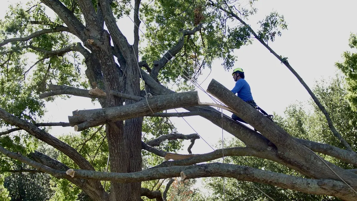 Professional Hazardous Tree Removal performed by certified arborists in Rochester